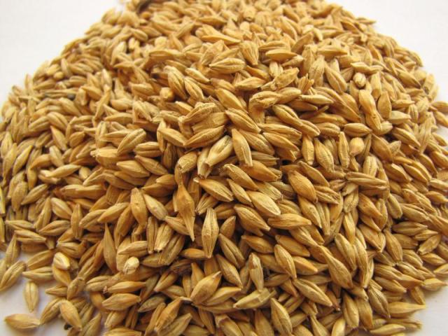 Is barley good for horses- Know its benefits for horse feed?